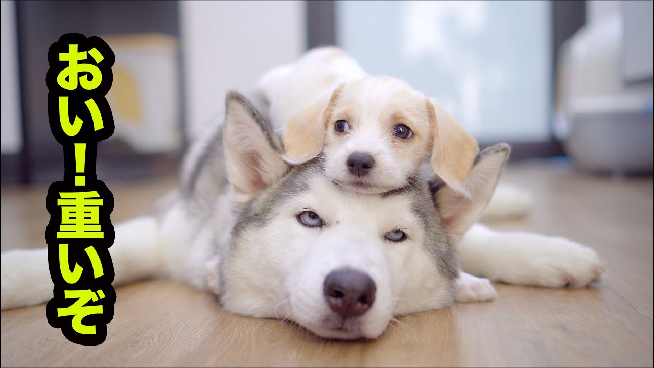 仲良しハスキーと新入り子犬・新入り子犬をすぐに受けて、話をかけて仲良くしたいハスキー犬