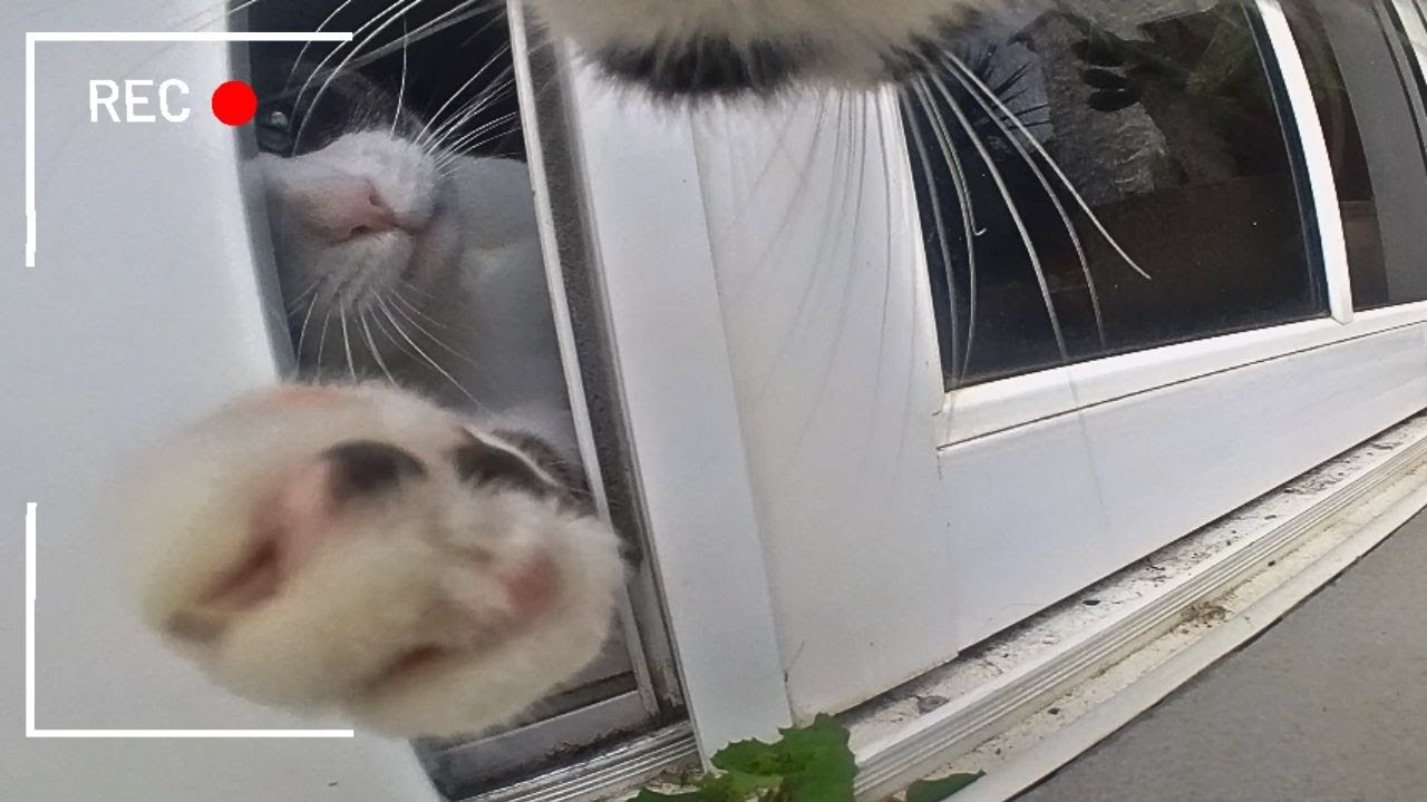 Cat Wearing Camera Takes You On a Wild Day Out: Bird Chats, Cat Fights & Roof Climbs!