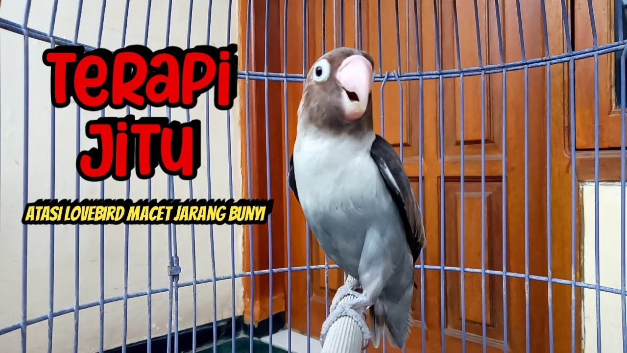 Suara Burung Lovebird Ngekek Panjang, TERAPI JITU Atasi Lovebird Macet Jarang BUNYI Langsung NYAUT