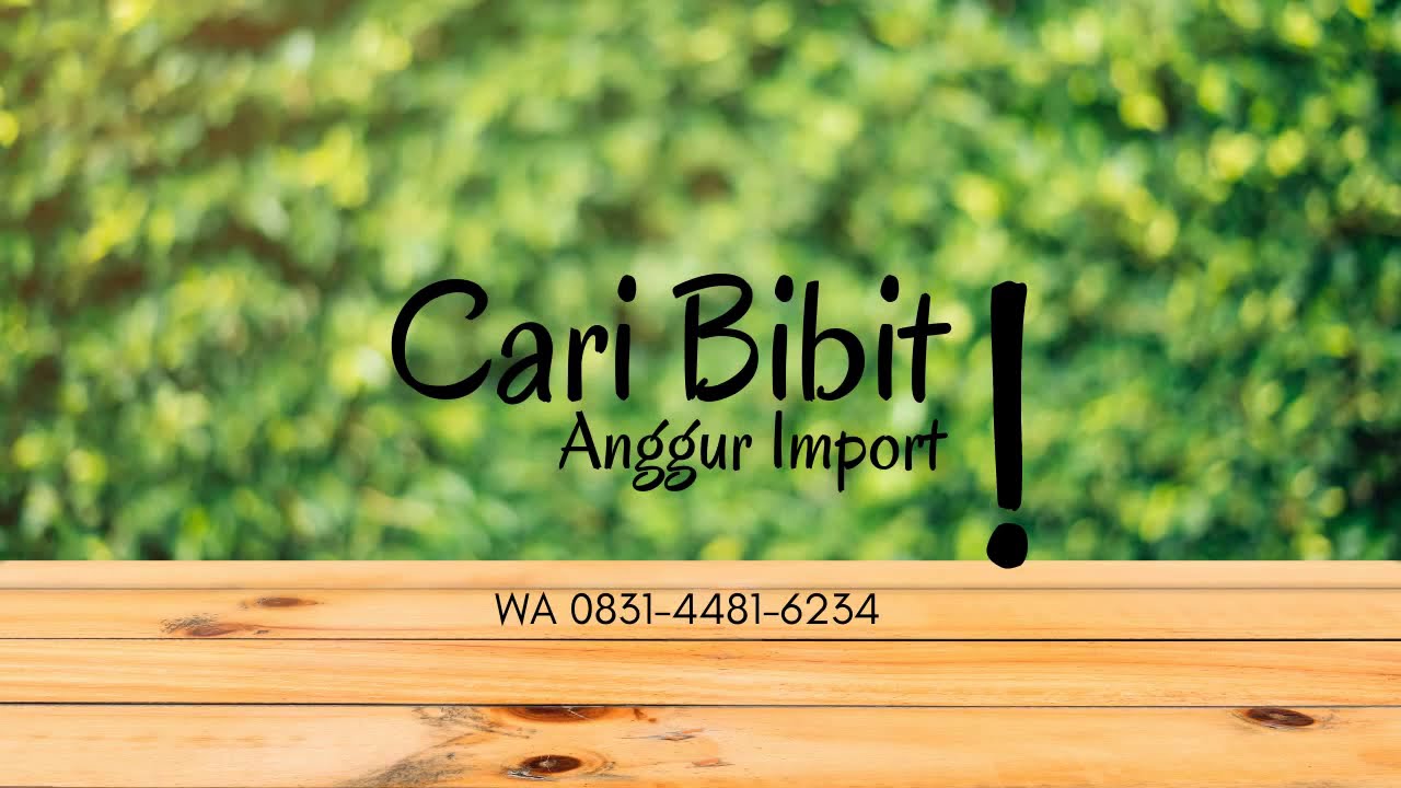 Bibit Anggur Import Murah Nganjuk Surabaya Kediri Jogja | 0831-4481-6234