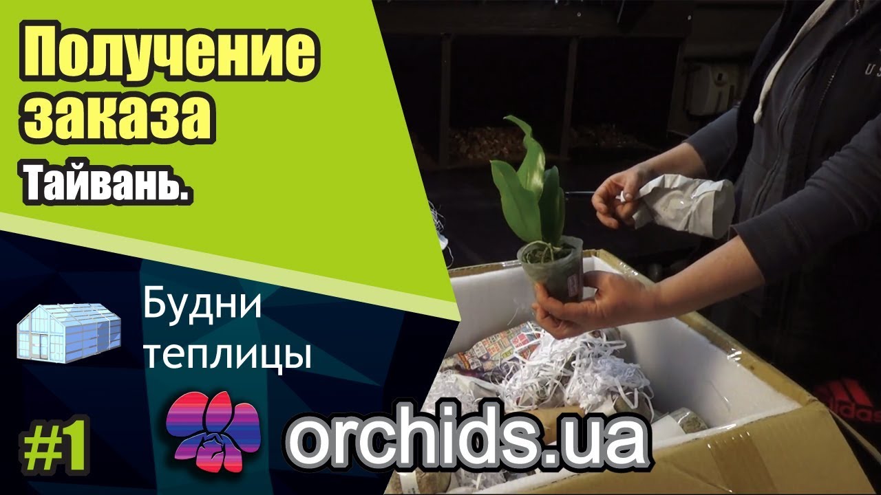 Получение заказа орхидей из Тайваня
