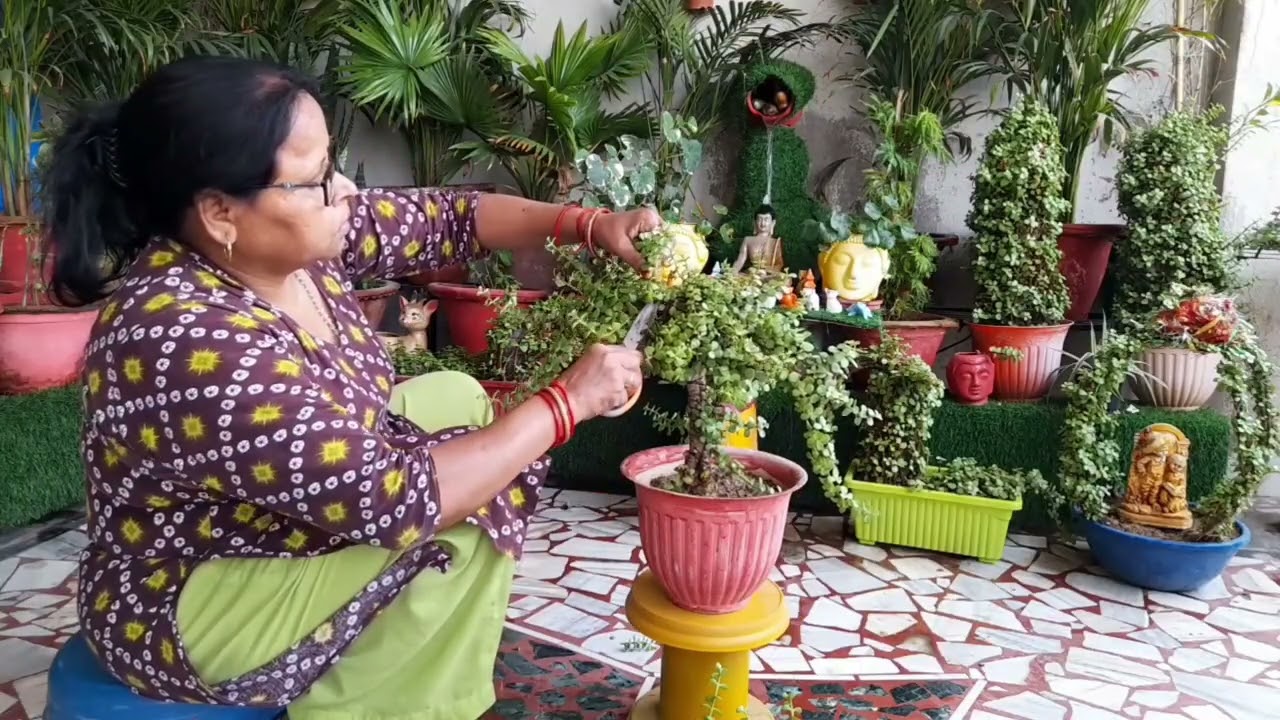 एक रूपए खर्च नहीं किए 15+जेड प्लांट कटिंग से diyटोपियारी बनाए 