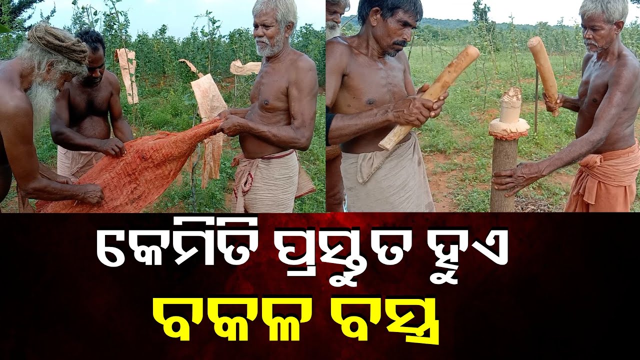 ମହିମା ଧର୍ମାବଲମ୍ବୀମାନେ ବକଳ ବସ୍ତ୍ର କିଭଳି ସଂଗ୍ରହ କରନ୍ତୁ ଆସନ୍ତୁ ଦେଖିବା || Knews Odisha