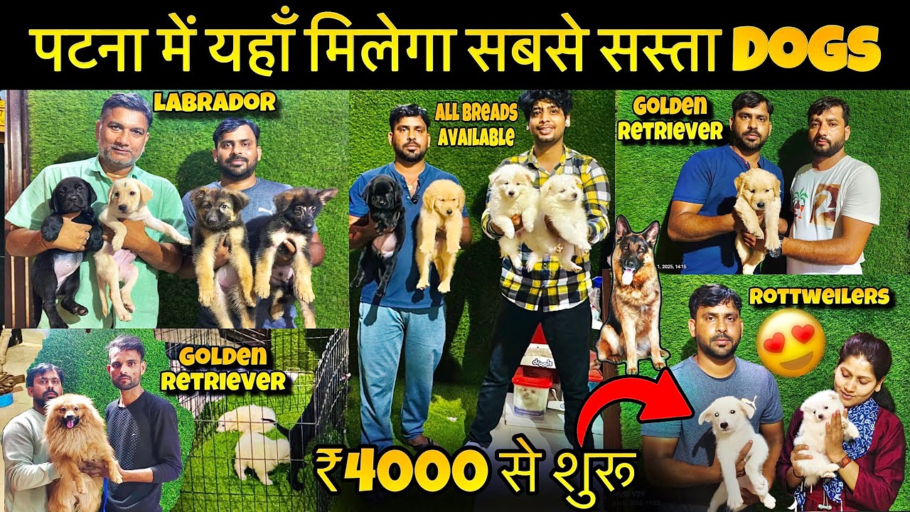 Cheapest Dog Market In Patna🔥| Labrador, German Shepherd ,Rottweiler, Pug | Dog Shop in Patna 2025 😍