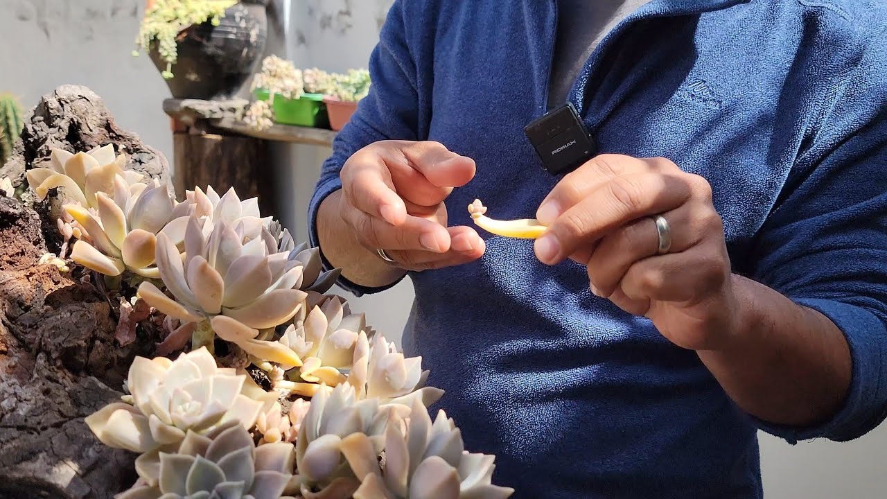 ¿Cómo PROPAGAR LAS SUCULENTAS por medio de HOJA🍃? Te comparto más TIPS y recomendaciones PRÁCTICAS 😉