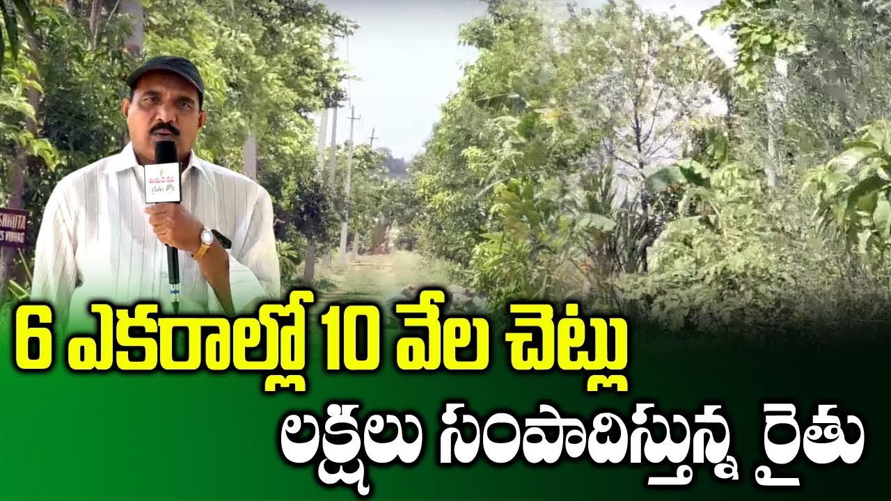 High Density Planting Techniques || Organic Cultivation by Farmer Haribabu || SumanTV Rythu