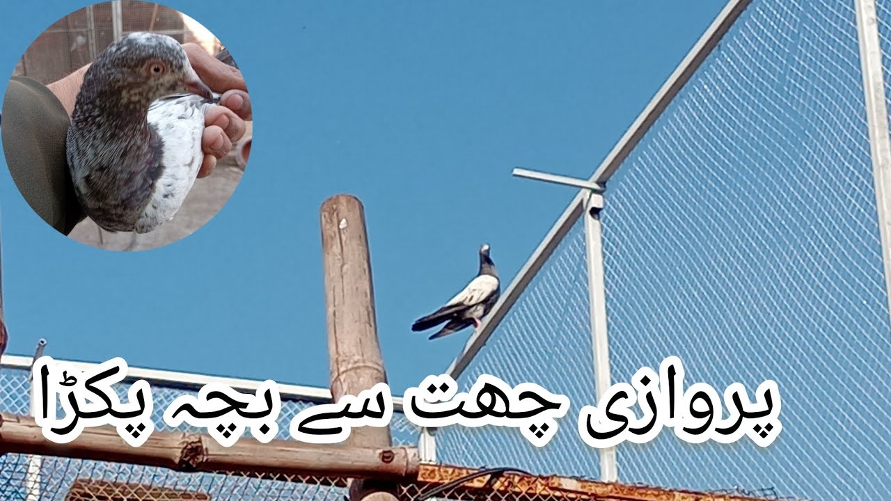 Perwazi Chath Per Phela Din Or Chirimari Hoi | 