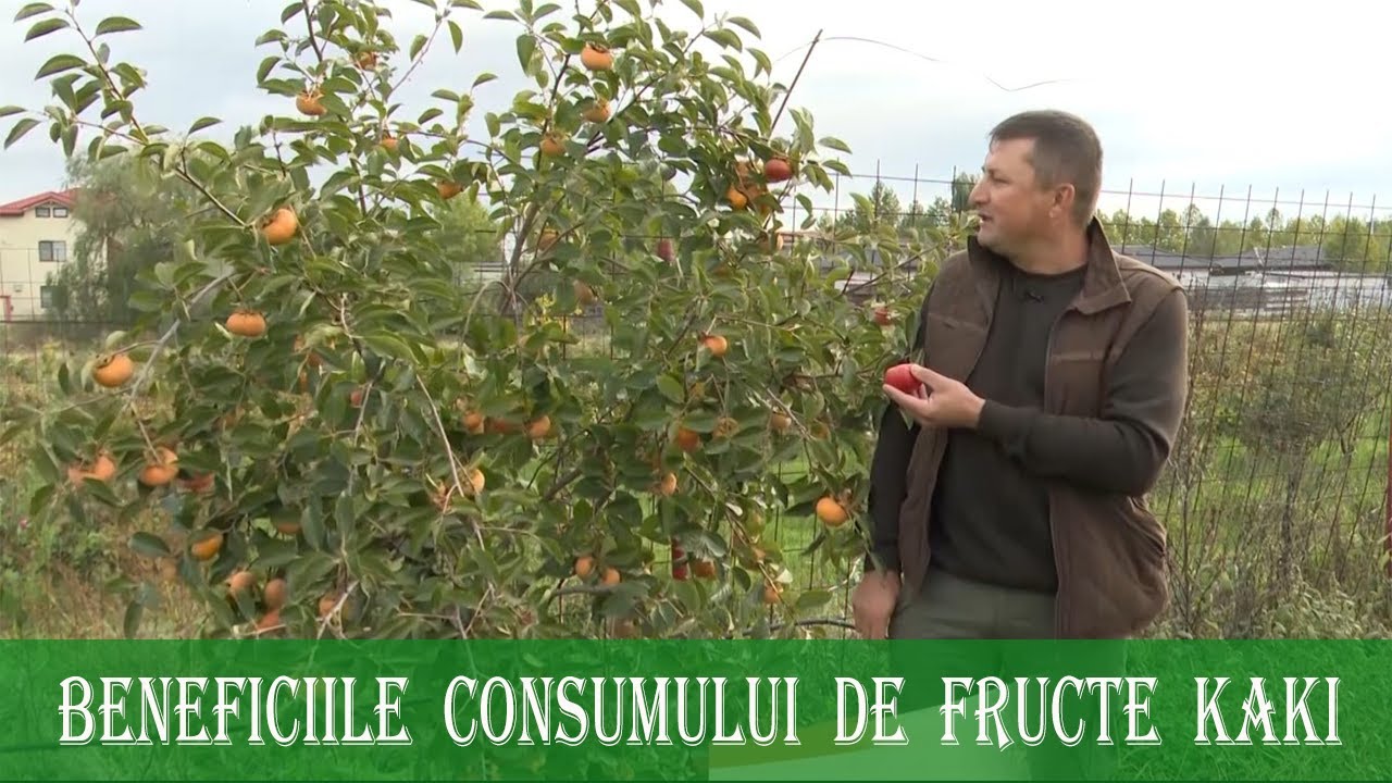 Ce beneficii pentru organism iti aduce consumul de fructe kaki - fructul zeilor