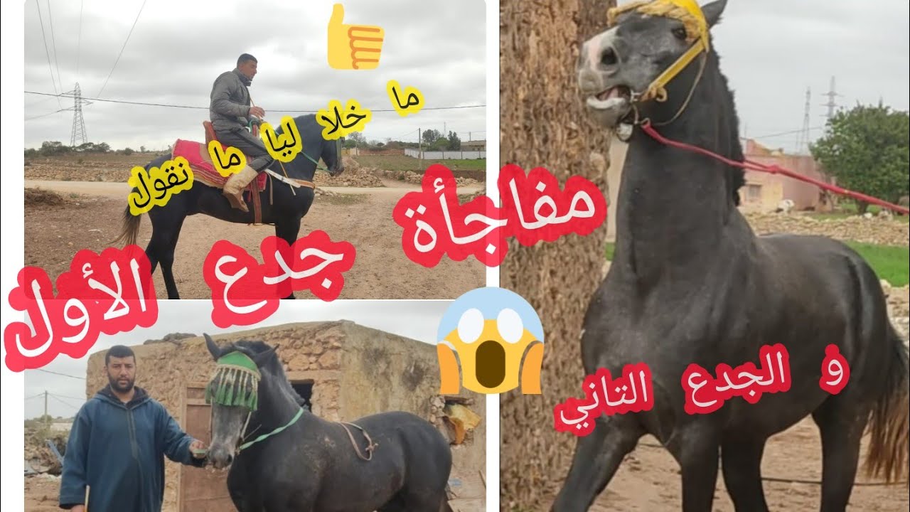 أجيو تشوفو ترويض جدوعا فين وصل🐴صراحة مكنتش متوقع هاد النتيجة في هاد وقت قصير 🐎🐴🐎