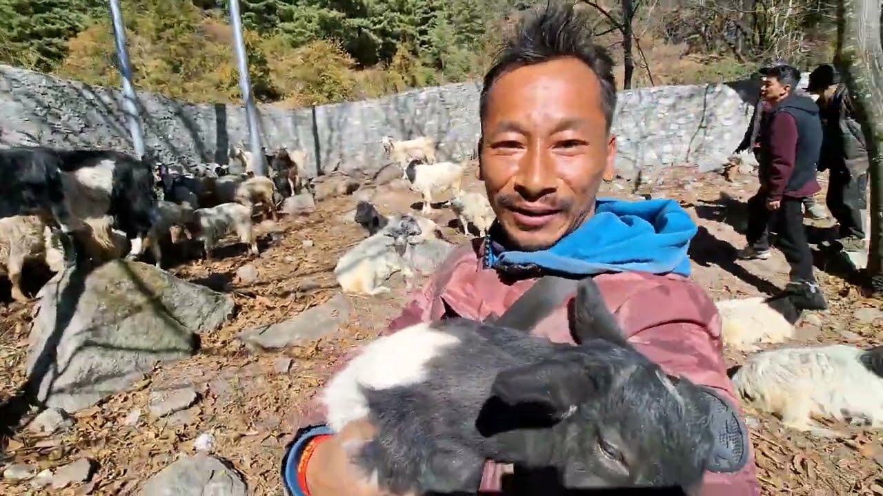 Aja Bhedi Goth Tira 😁 || Village life 🇳🇵