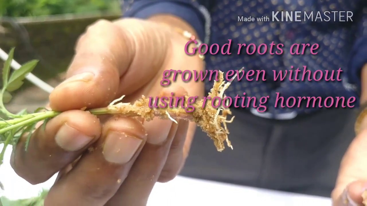 Make stem Cuttings of Marigold/ Genda in the 3 easiest methods.