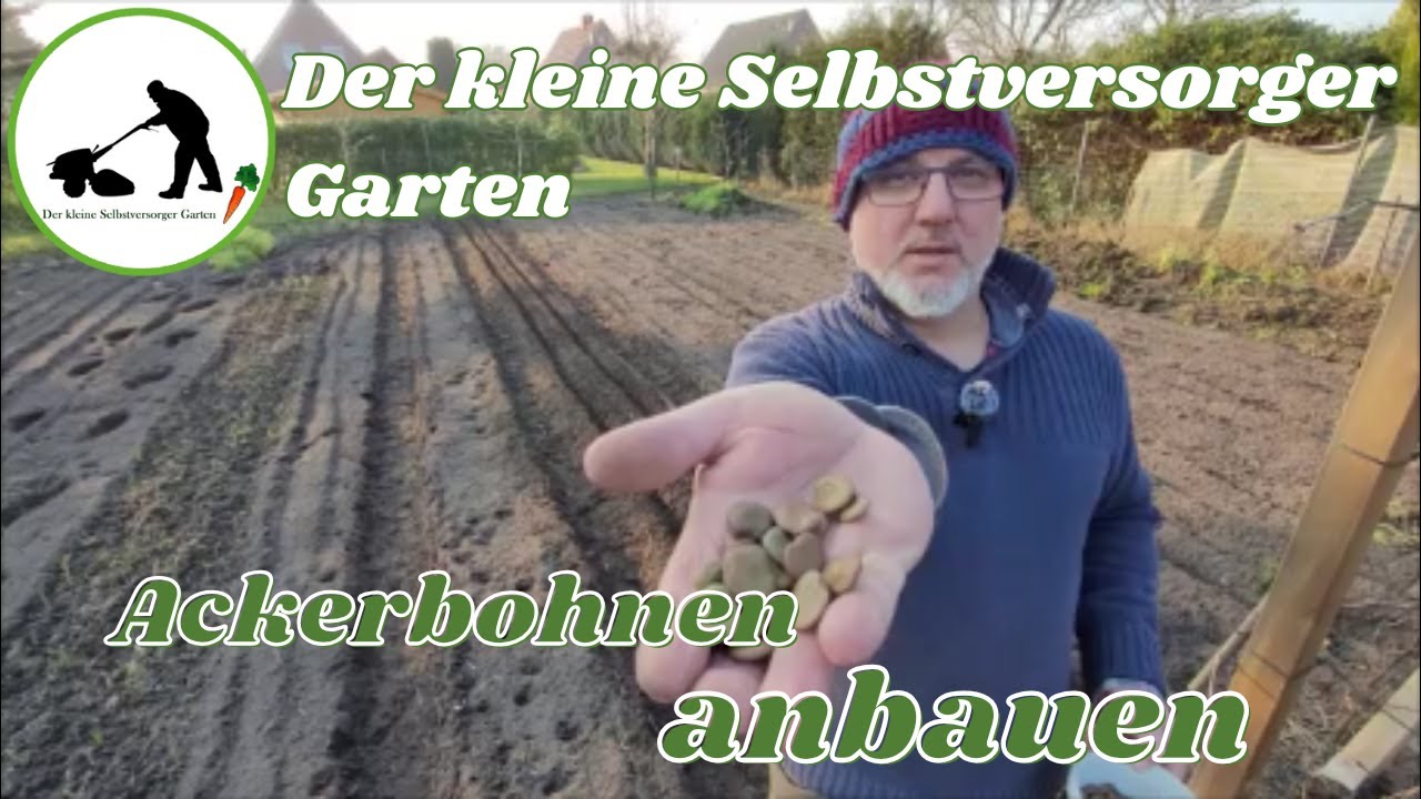 Ackerbohnen anbauen