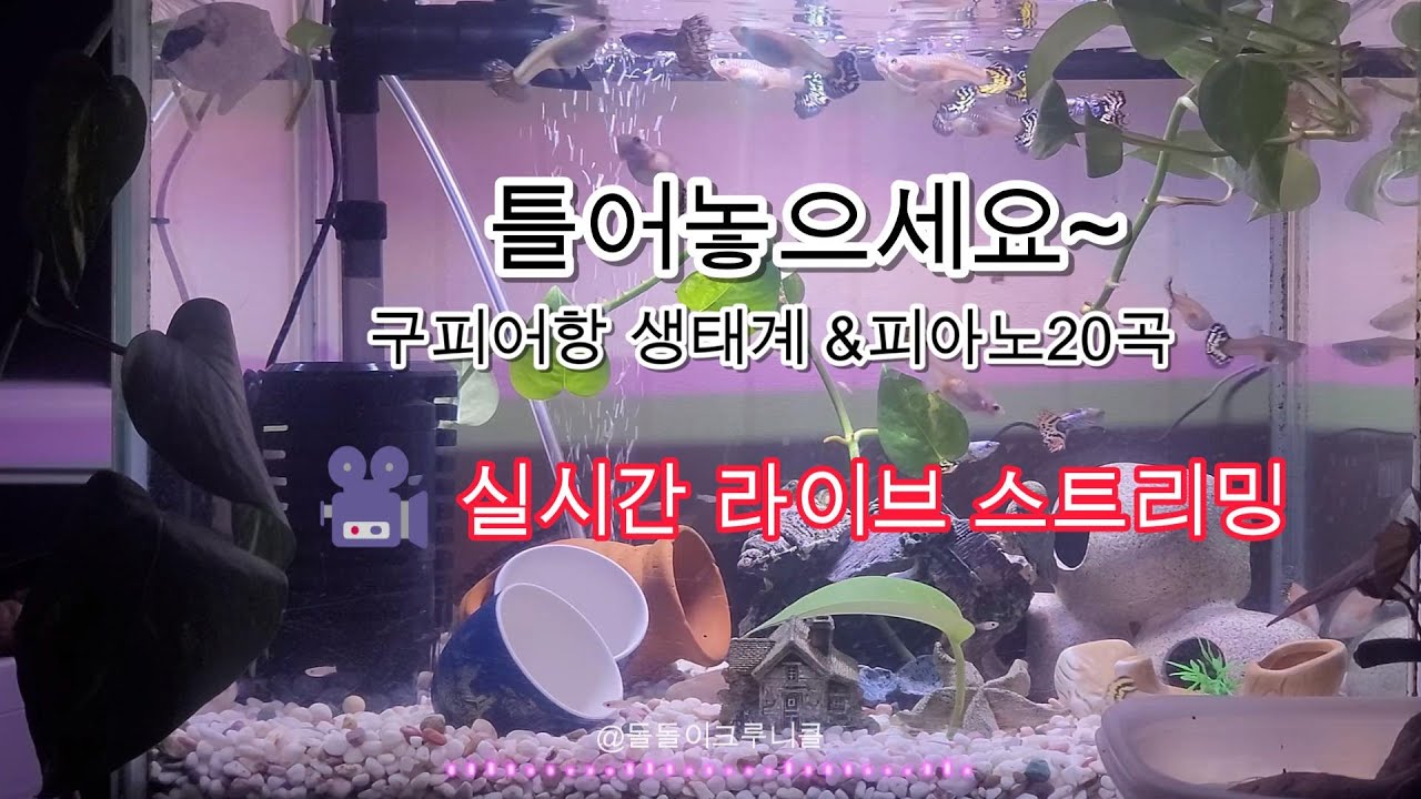 𝐏𝐥𝐚𝐲𝐥𝐢𝐬𝐭피아노20곡 구피어항 생태계  Full🎥 실시간 라이브 스트리밍