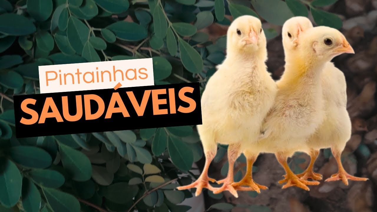 Avicultura de Sucesso! Pintainhas Saudáveis!