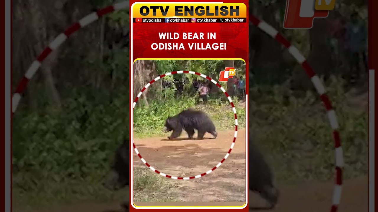 Wild Bear Enters Human Settlement In Odisha&rsquo;s Malkangiri, Triggers Panic