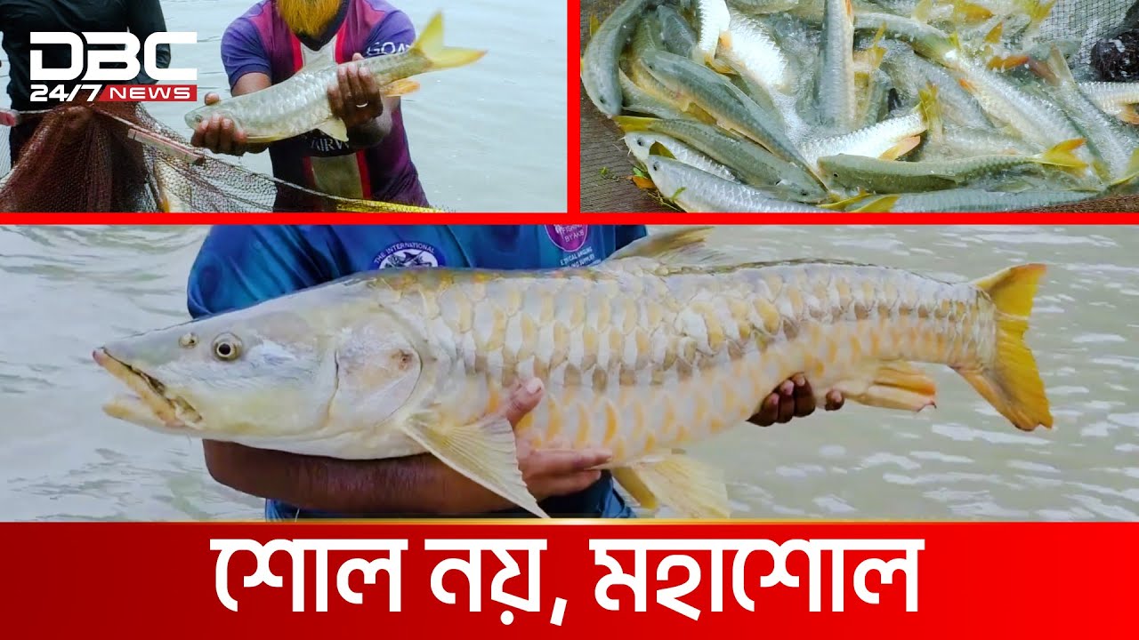 দূর্লভ পাহাড়ী মাছ মহাশোল | DBC NEWS Special
