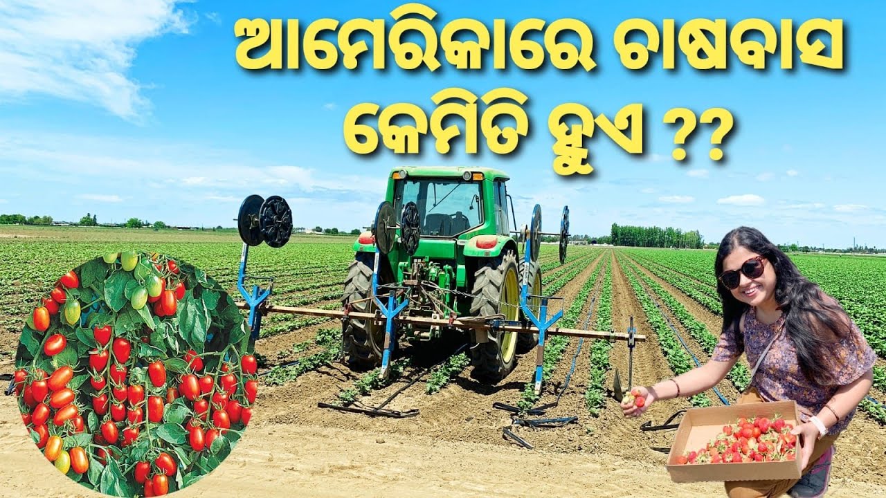 ଆମେରିକାରେ ଚାଷୀ ମାନେ କେମିତି କରନ୍ତି ଚାଷ?|American Vegetables and Fruits Farming|America ru khati