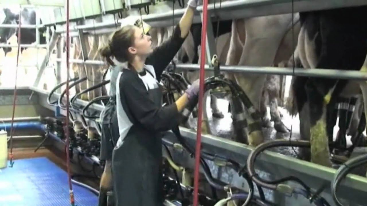 Cows Create Careers