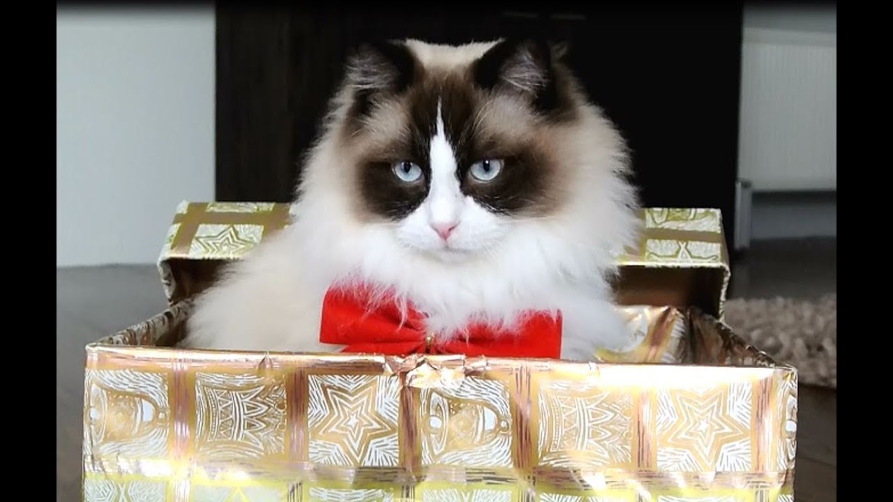 Cutest Christmas Cat (compilation)