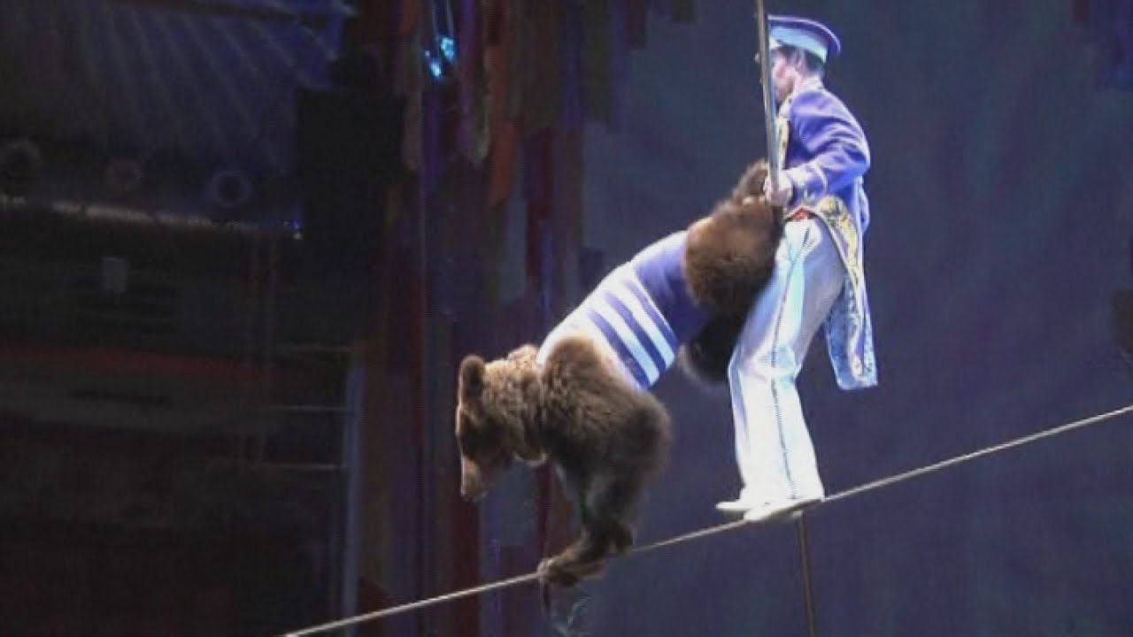Tightrope-walking bears at Russian circus