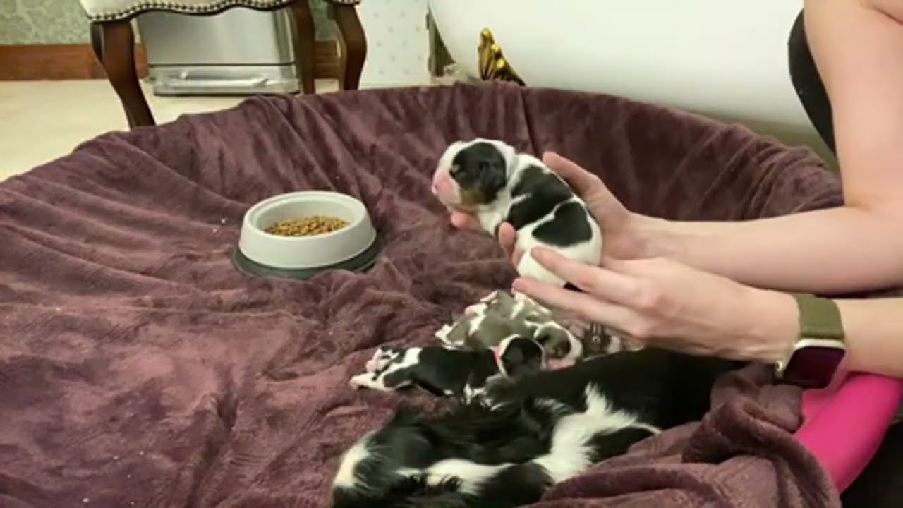 Cavalier Puppies Live: 5-day Weight Checks