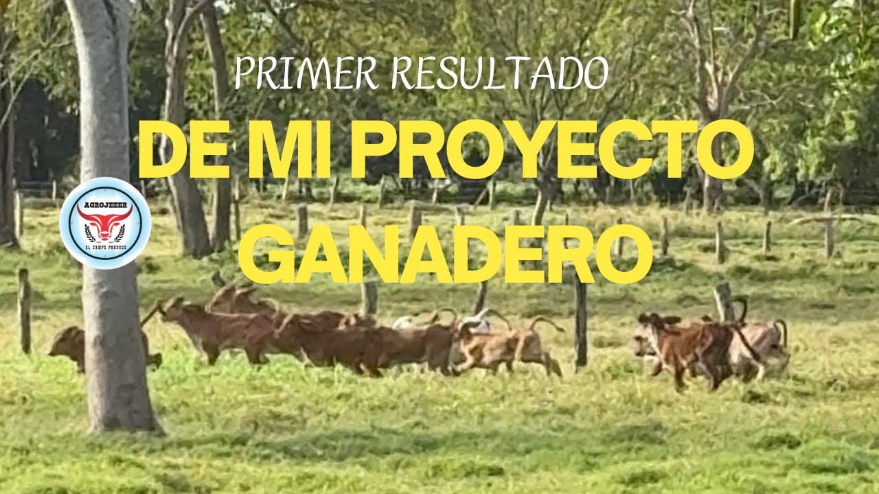 MI PROYECTO GANADERO