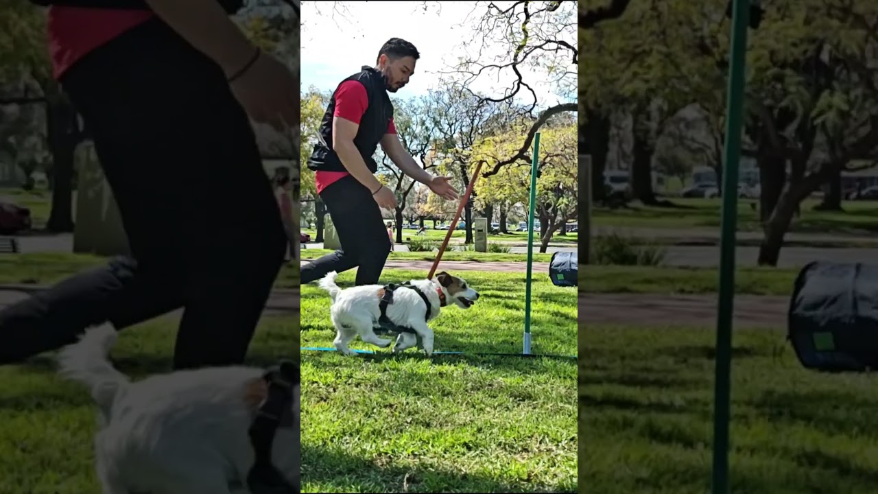 Agility Training Jack Russell Terrier 