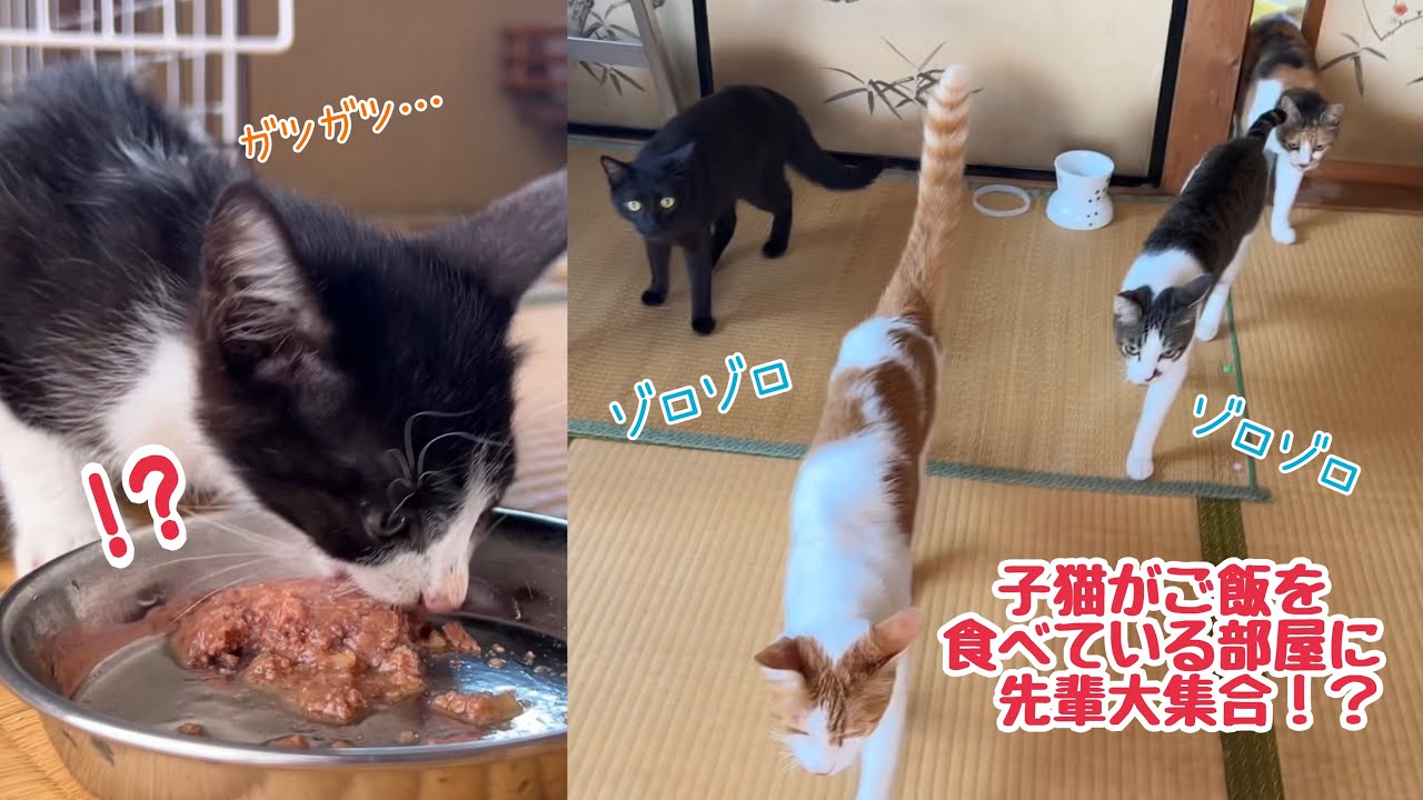 子猫がご飯を食べている部屋に、扉を突破して先輩猫たちがゾロゾロ入ってきた！！！！！！