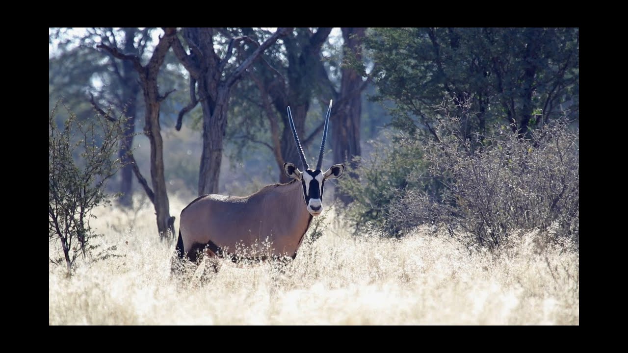 Molopo Game Reserve - North West Parks South Africa