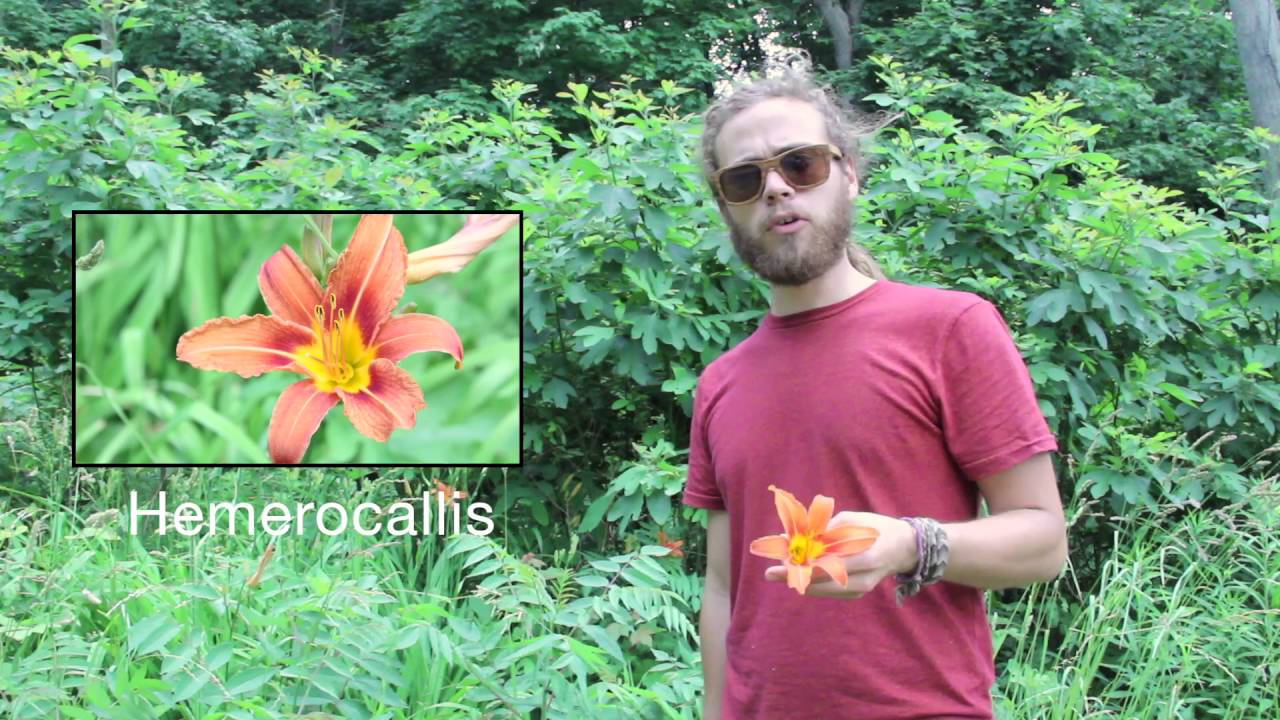 Foraged Feast: Herbed Cheese Stuffed Day Lily