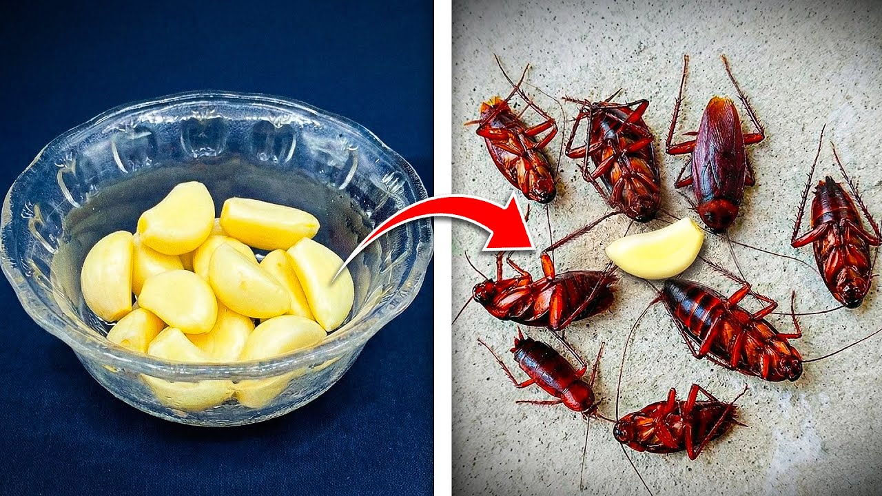 Kill All Cockroaches In Your Home With Just One Glove of Garlic - NO Survivors