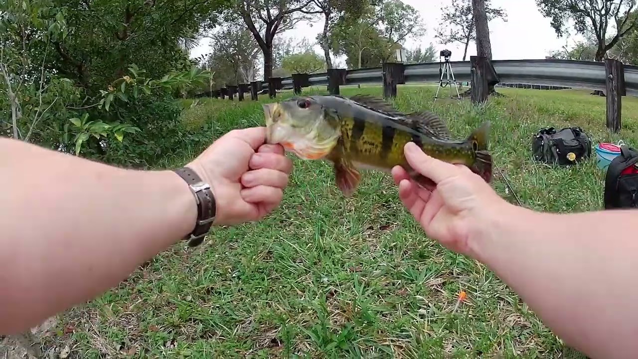 Instant take! Peacock Bass - Florida