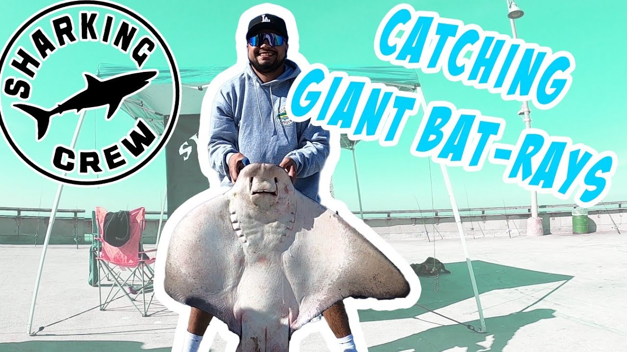 How To Catch Giant Rays