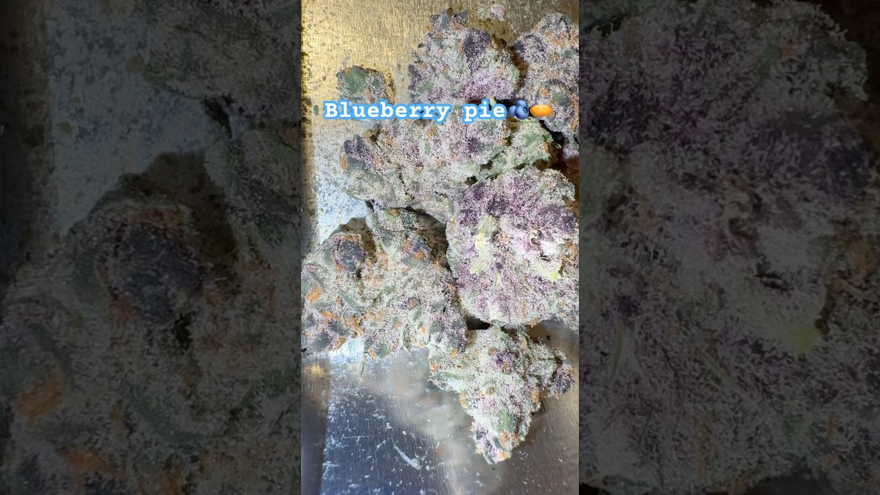 Blueberry Pie💙|| Cali gold farm #420community #cannabisdaily #stayhigh #420 #weedgotmefaded