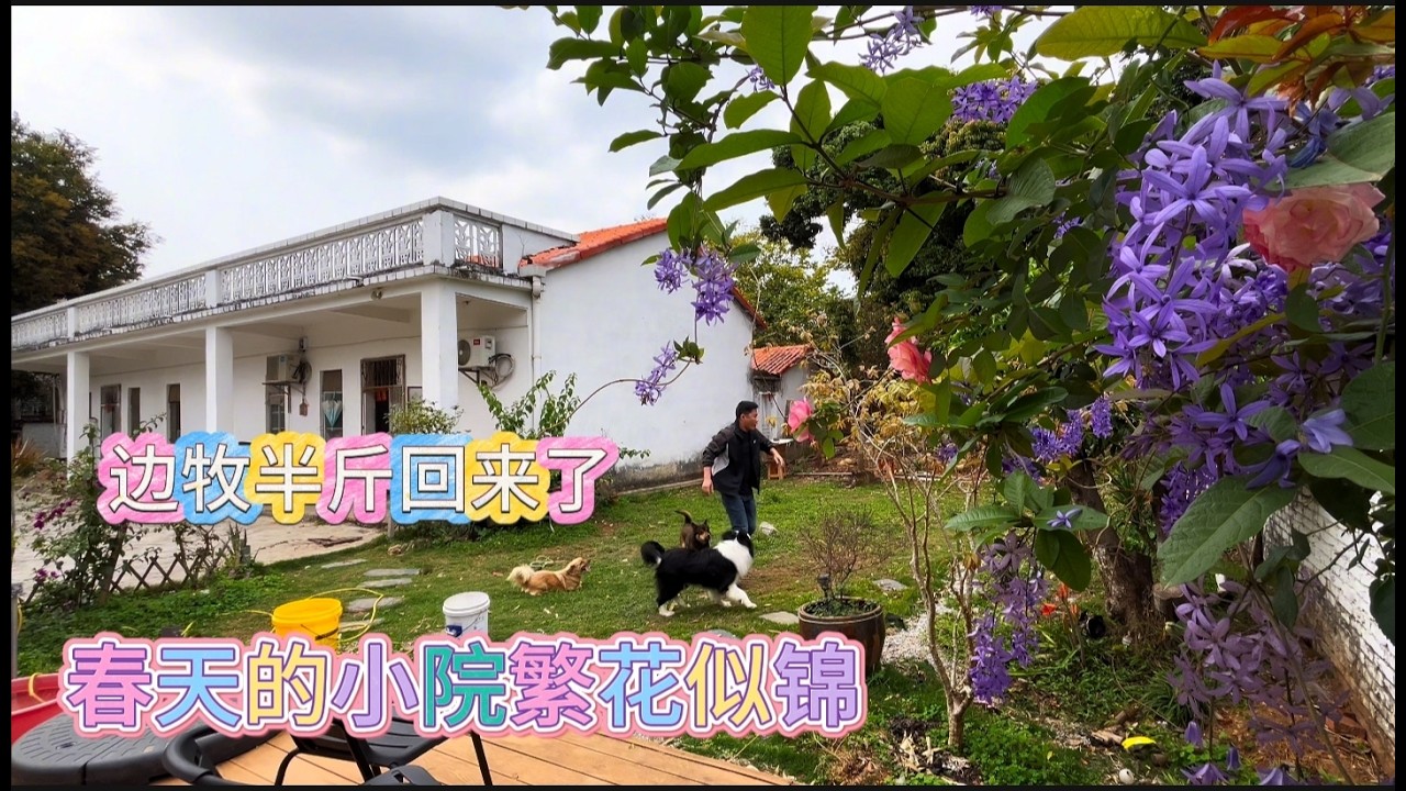 半斤回来啦😊可乐曲奇非常开心，春天的小院鸟语花香，繁花盛开，太漂亮了