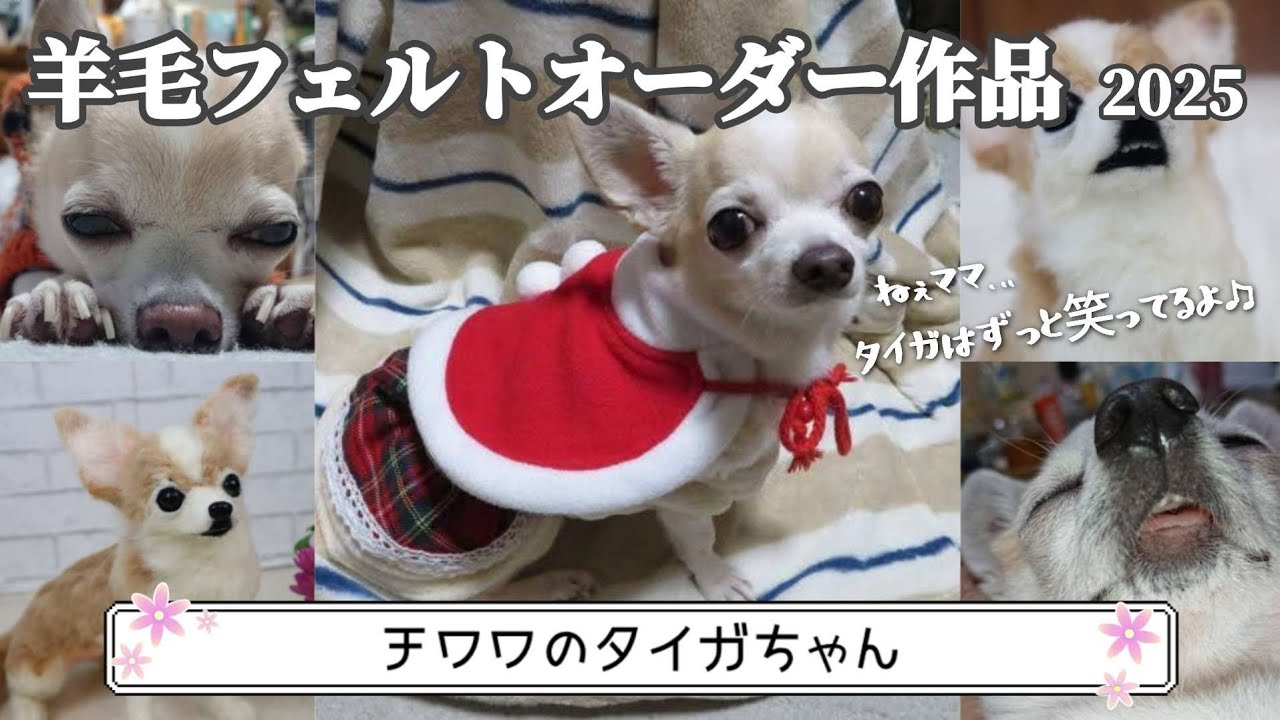 【ねぇママ…タイガはずっと笑ってるよ♫】羊毛フェルトオーダー作品 チワワのタイガちゃん🌈 #羊毛フェルト #癒し #猫 #ハンドメイド#チワワ