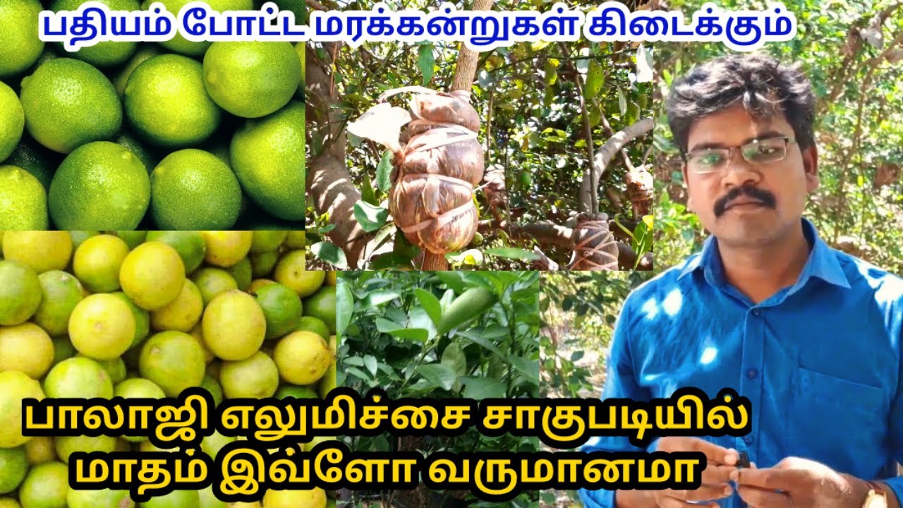 பாலாஜி எலுமிச்சை சாகுபடியில் இவ்ளோ வருமானமா | lemon cultivation in tamil | Village thamizha village
