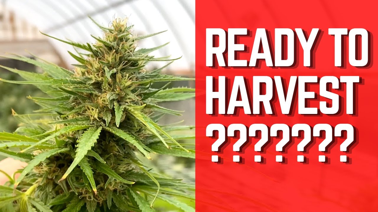 When to harvest your Hemp Flower? Tips on what to look for.