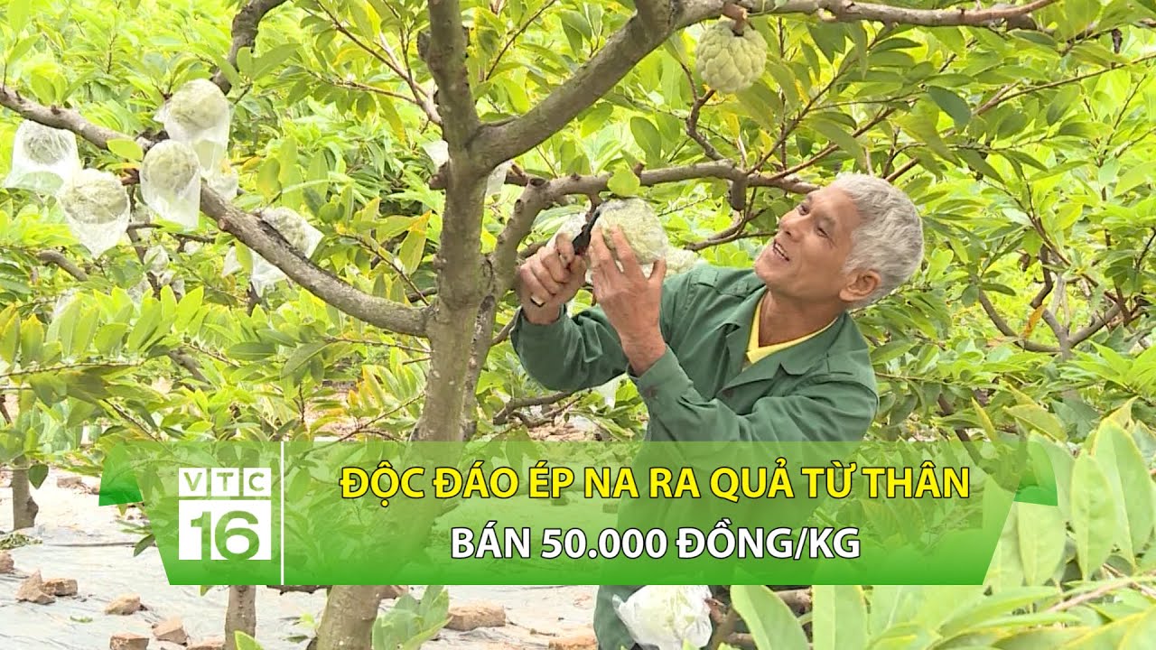 Độc đáo ép na ra quả từ thân, bán 50.000 đồng/kg | VTC16