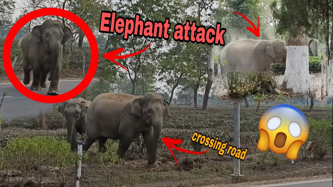 Wild elephant attack people on the road 🐘😱 Shocking Wildlife Incident 🚧|| @Aswildelephant  