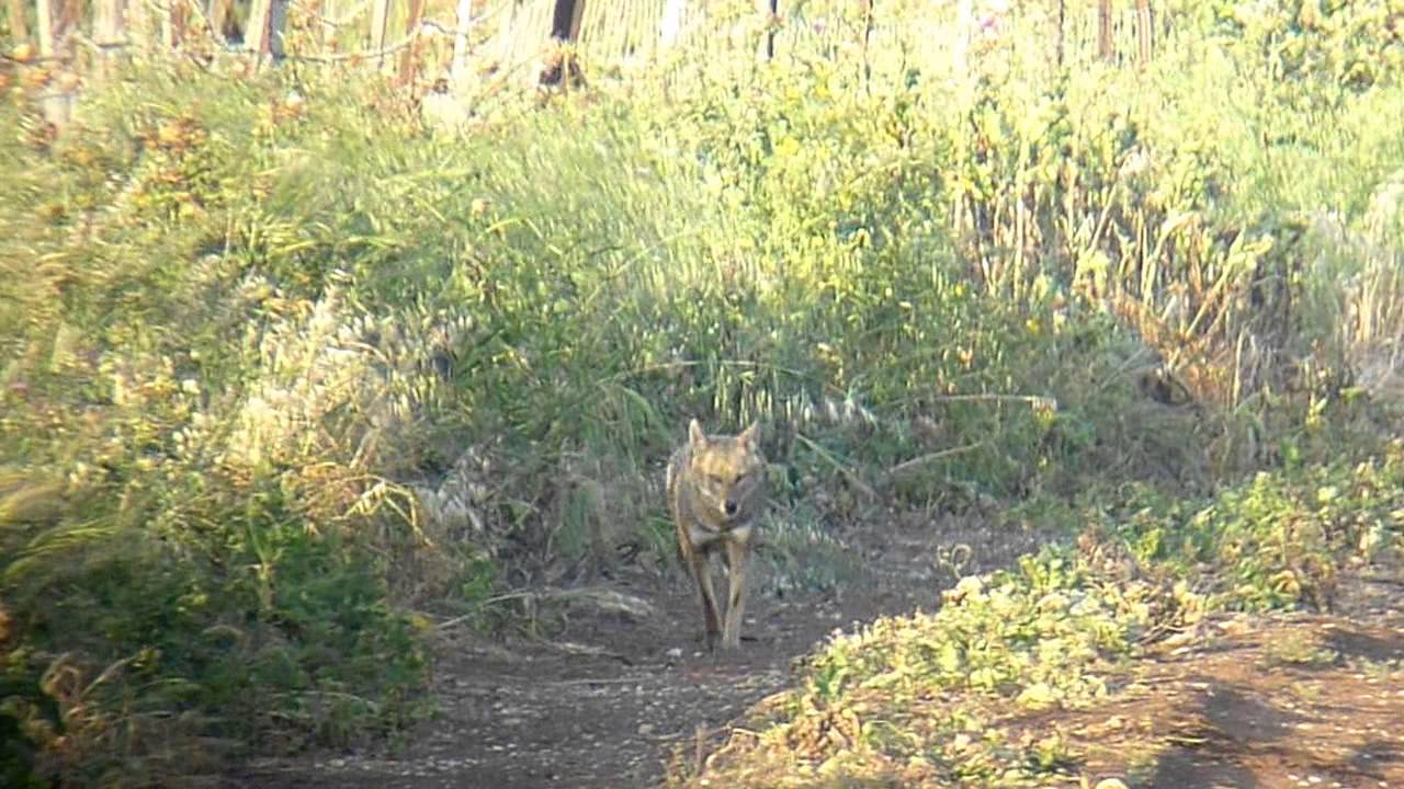 Szakal złocisty (Canis aureus) - Golden jackal