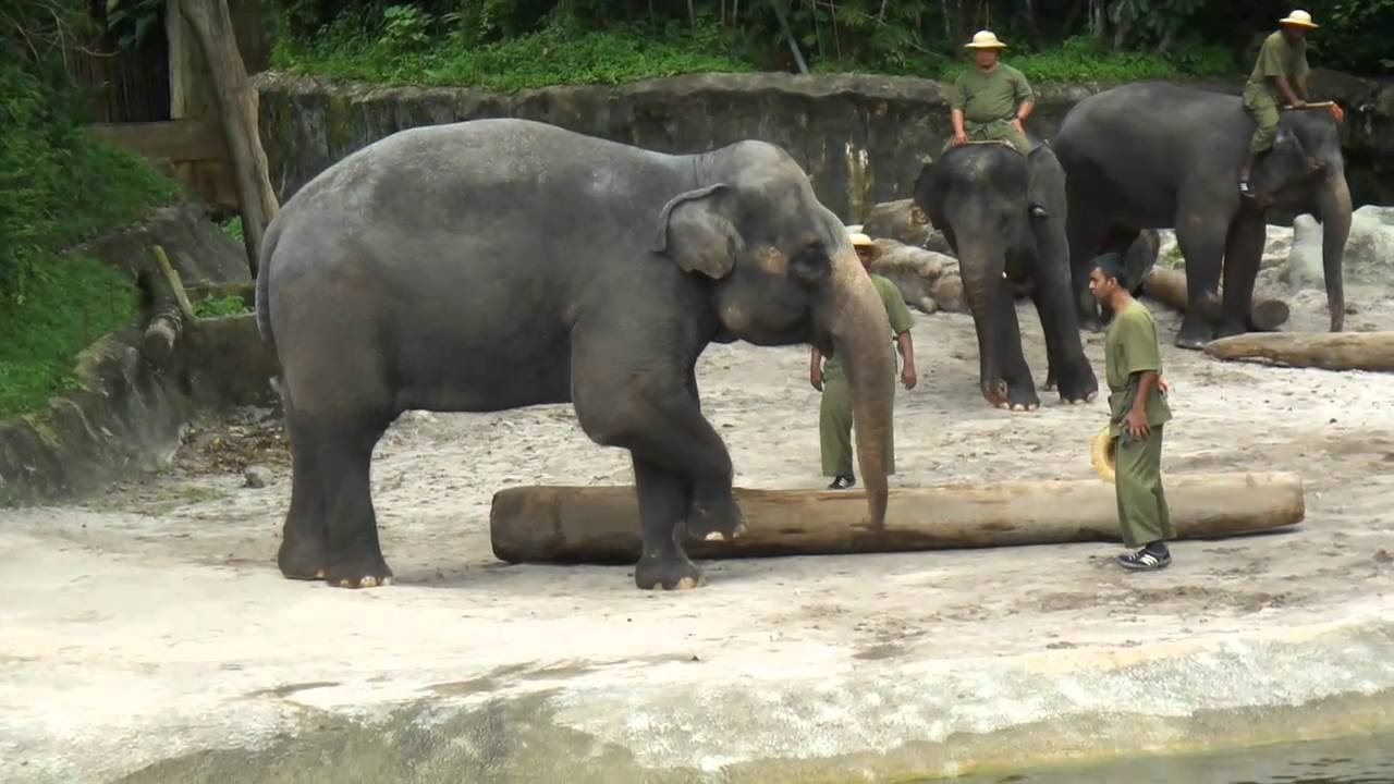 Elephant Show (Singapore Zoo)