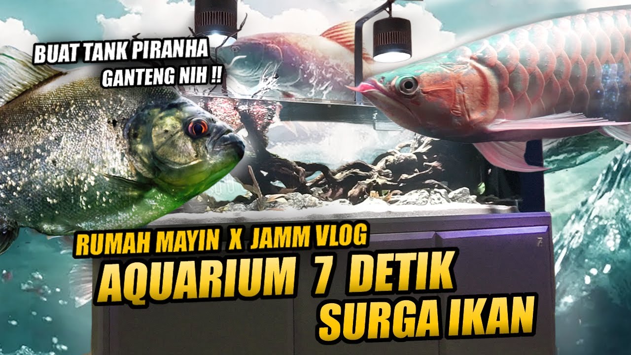 IMPIAN !! AQUARIUM 7 DETIK RUMAH MAYIN X JAMM VLOG | JADI TANK IKAN PREDATOR KEREN NIH !! HIGHLIGHT