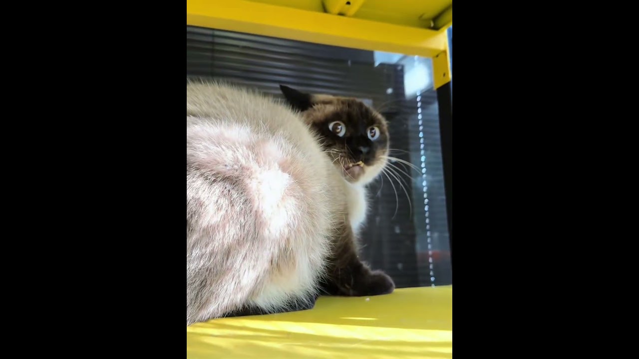 Cats have two faces #cat #cats #fyp #Funnycat #catlover #funnyvideo #usa #foryou #funny #funnycat