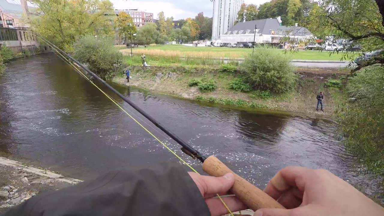 Laksefiske i Akerselva, Oslo 2017