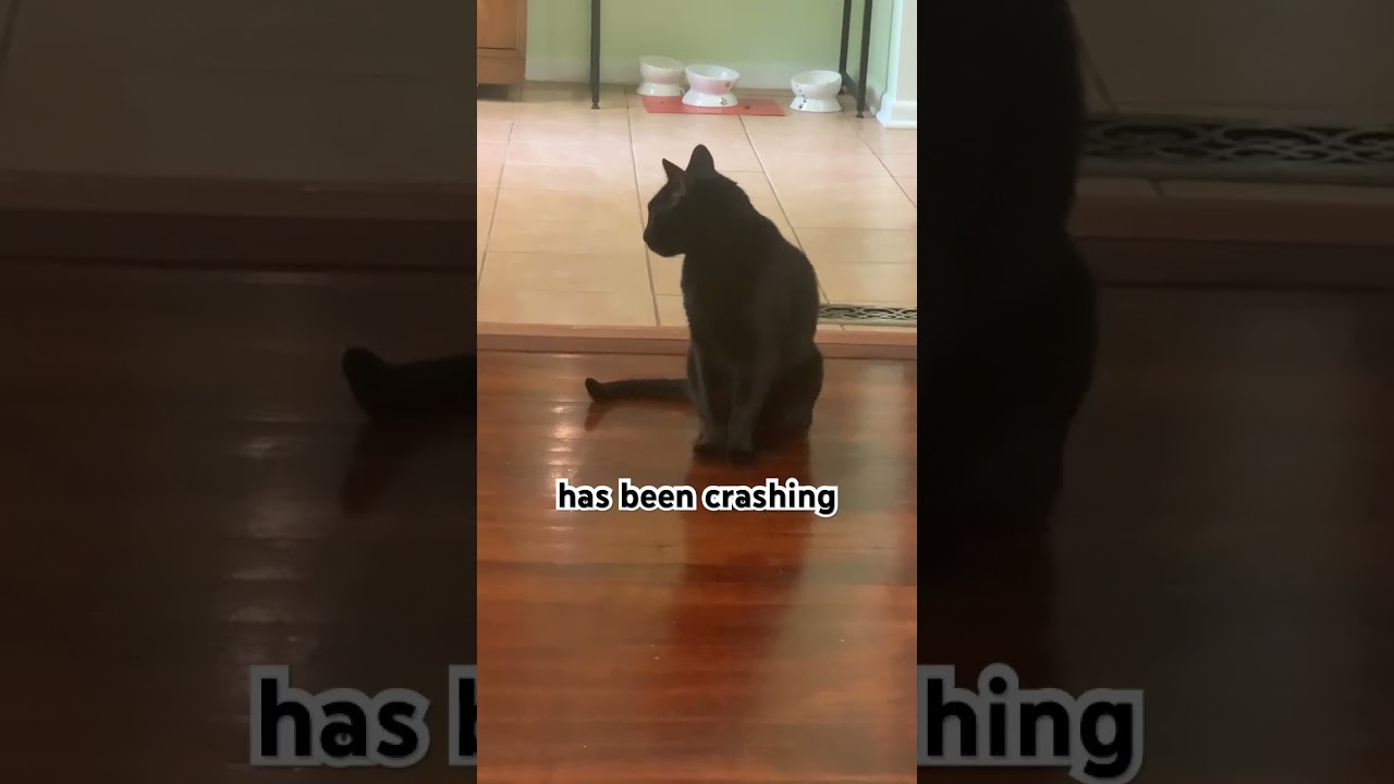 He Took This Way Too Seriously&hellip; and We Loved It 😹#catcommunity