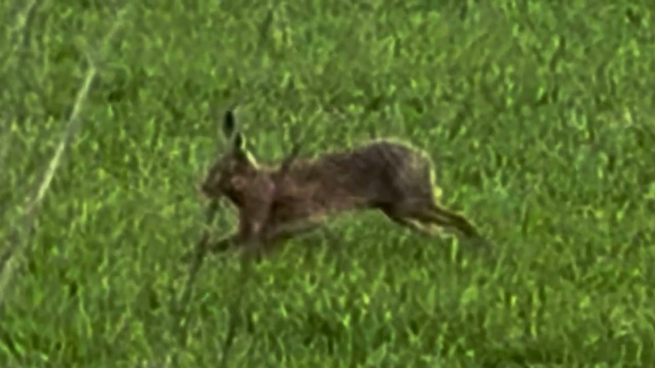 Hare