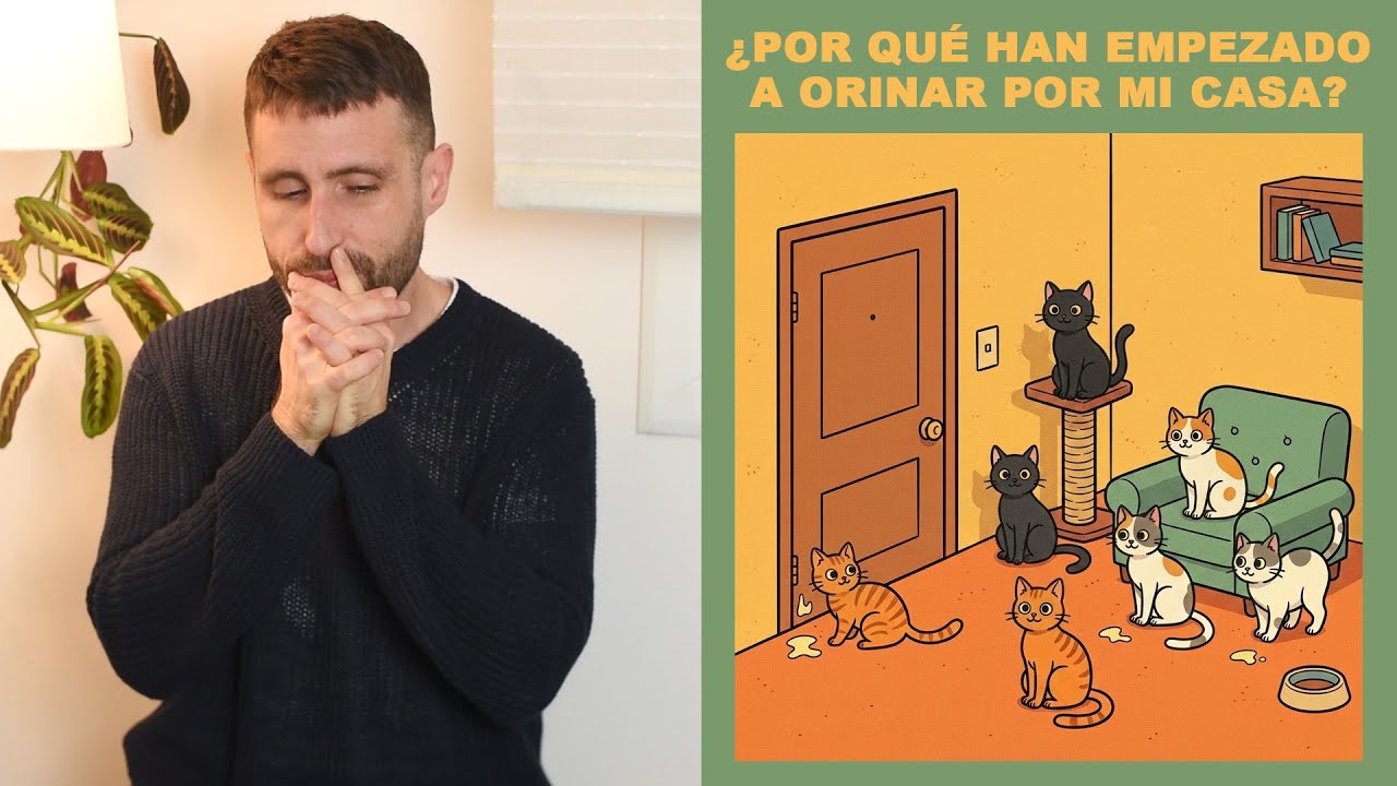 ¿Por qué desde que llegó un nuevo gato, mis otros gatos marcan con pis en casa?