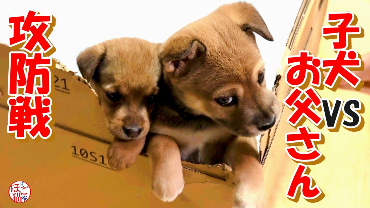 【保護犬  子犬】保護した子犬とお父さんの攻防戦