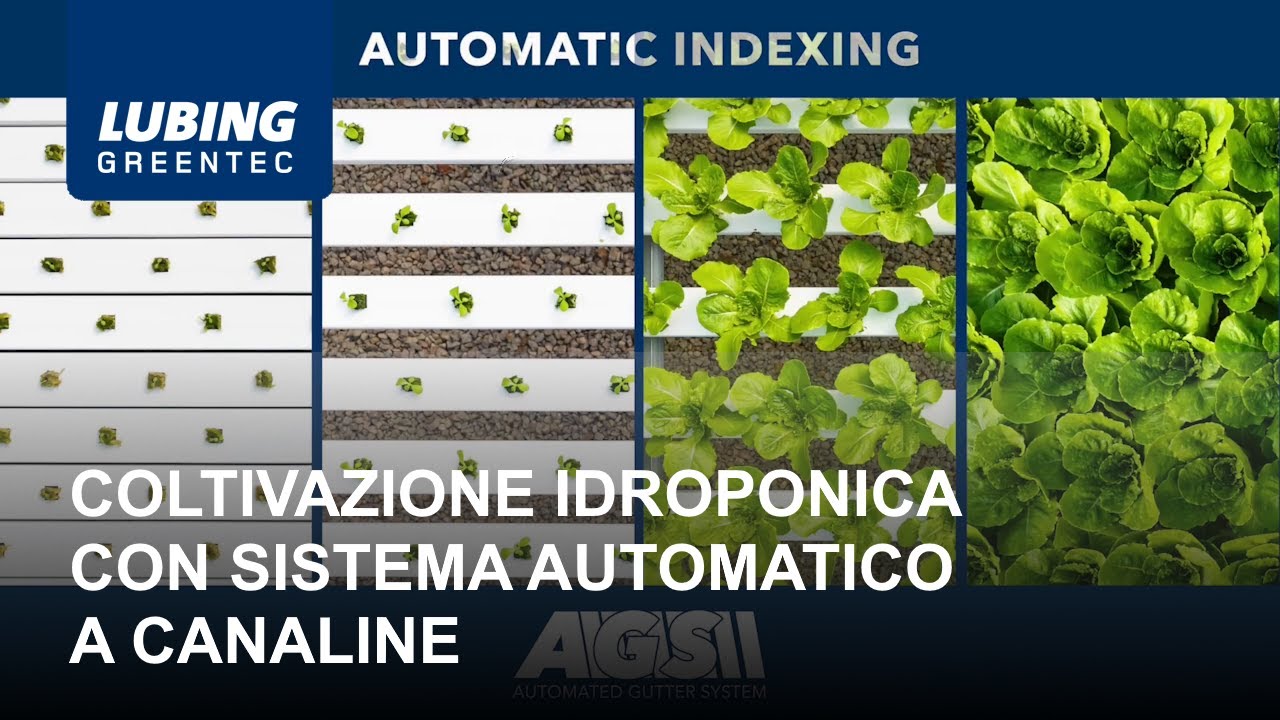 Coltivazione Idroponica con Sistema Automatico a Canaline AGS - LUBING GreenTe